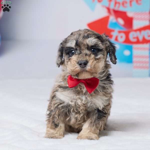 Rodger, Miniature Poodle Puppy